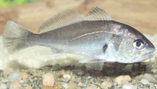 CURVINA O CORVINA