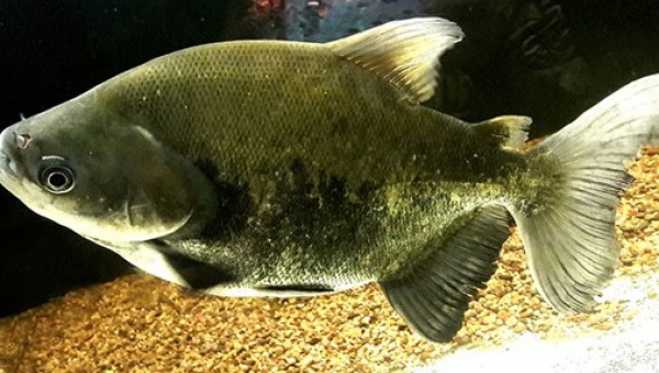 PACÚ