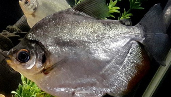 PACÚPEBA