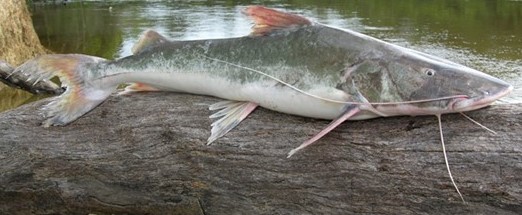 PIRAIBA