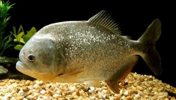 PALOMETA O PIRAÑA ROJA