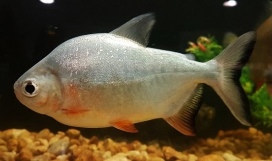 TAMBAQUI.