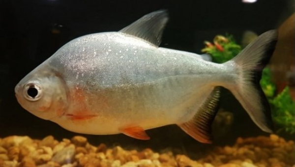 TAMBAQUI.