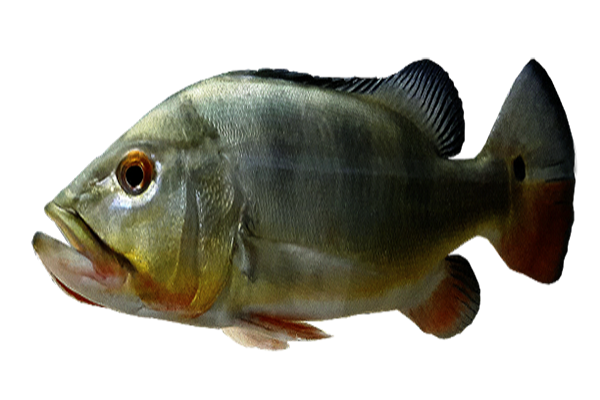 BIOLOGÍA DEL TUCUNARE O SAMAPI