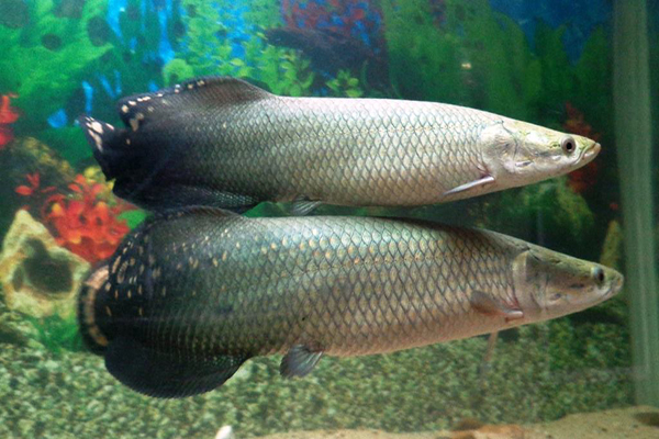 BIOLOGÍA DEL PAICHE 