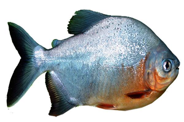 BIOLOGÍA DEL TAMBAQUI