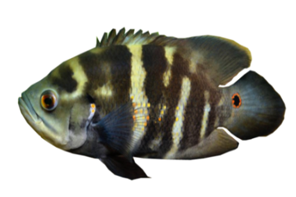 BIOLOGÍA DE LA PALOMETA REAL